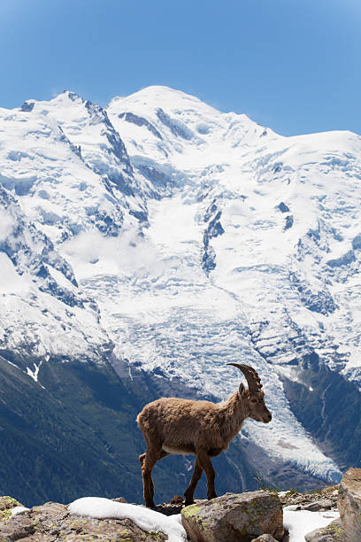 istock capricorn in the french alps 594014292