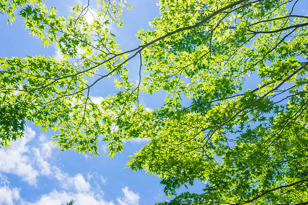 istock Maple Tree of the fresh green 594014626