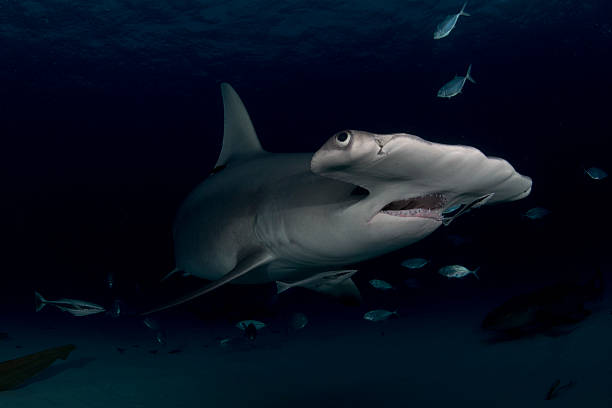 Hammerhead shark stock photo