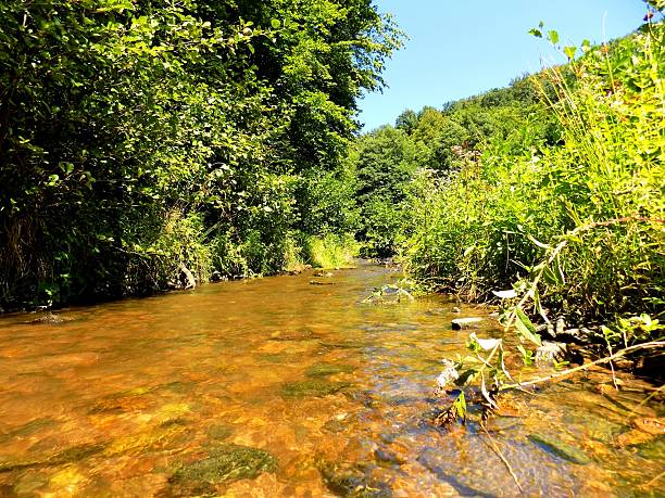 istock Creek in wild nature 594015296