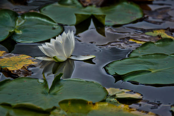 istock Digital art glow, paint effect, White water lily garden pond 594015546