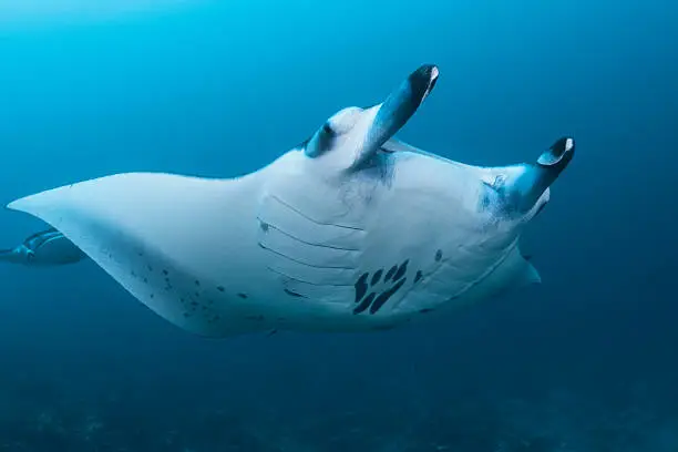 During manta season in the Maldives it is almost guaranteed that you will swim side by side with this beautiful animal