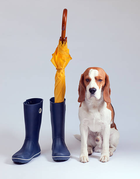 istock Dog waiting for a walk 594016398