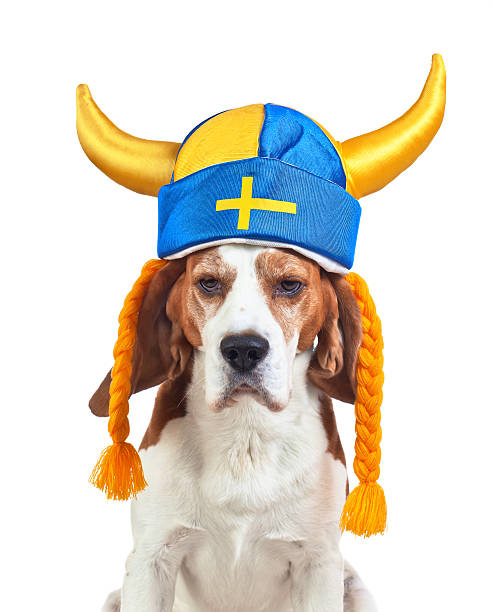 istock beagle in swedish hat , isolated on white 594016598