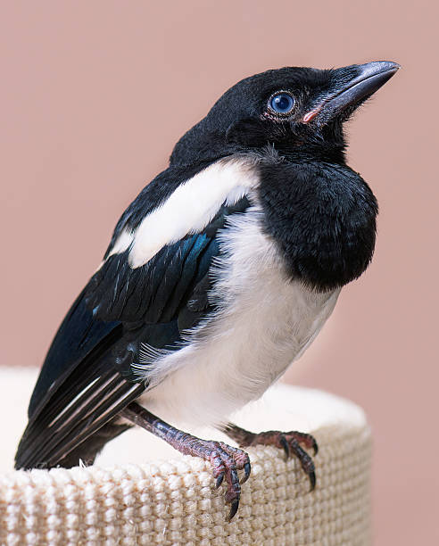 The close view of the nestling of magpie. Close up of bird portrait indoors background.