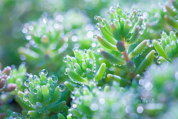 istock Crassula with drops of dew 594017384