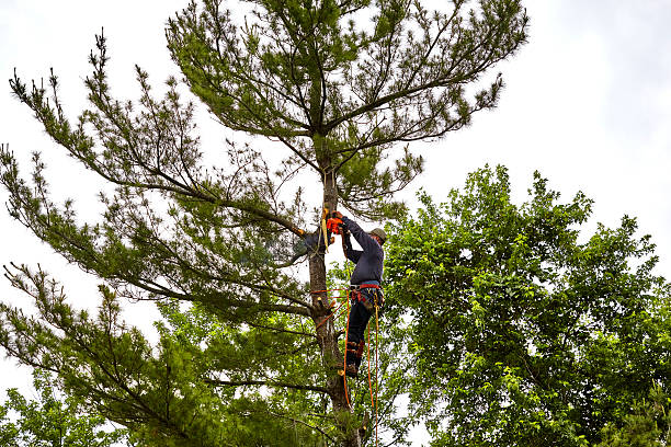 tondeuse d’arbres professionnelle coupant le sommet d’un pin - lumber industry forest tree pine photos et images de collection