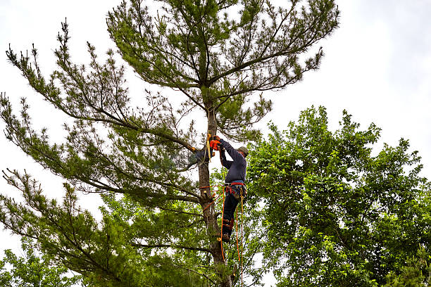 Professional Tree Trimmer cutting the Top off a  Pine Tree stock photo