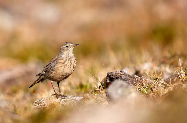 Looking out over a rocky panorama at the Continental Divide at over 11,000 feet in altitude, an American pipit hunts insects in Rocky Mountain National Park tundra, Colorado.