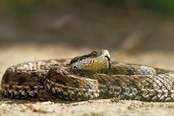 istock the rarest snake in europe 594021584