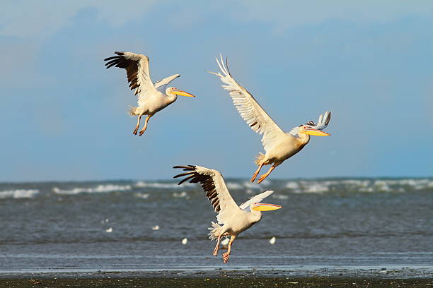 istock three great pelicans taking flight over the sea 594021826