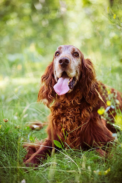 istock Dog Portrait - Red Irish Setter 594021946