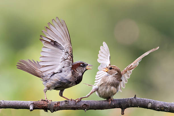 istock birds sparrows staged a fight fluffed feathers 594022472