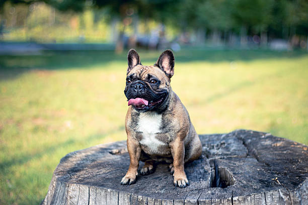 istock Happy dog standing on stump in park on sunny day 594024370