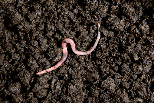 Close-up of an earthworm in the dirt.