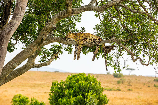 Leopard sleeping full stomach with yellow balls Leopard resting after eating / feeding with full stomach - very relax and free maasai mara national reserve photos stock pictures, royalty-free photos & images