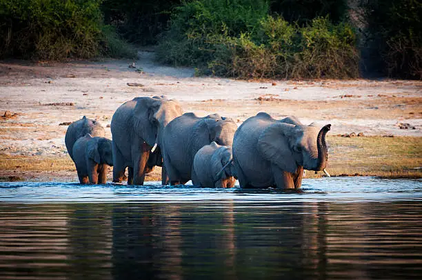 Herd of elephants crossing the Chobe River, Chobe National Park, in Botswana
