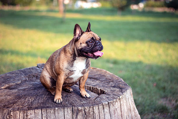 istock Happy brown dog sitting on stump on sunny day, 594027946