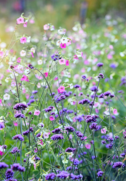 istock Flower close up, Shallow Dof 594028084