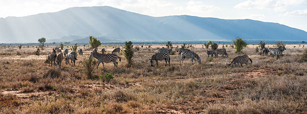 istock Zebras in Tsavo East National Park 594028900