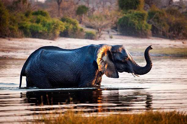 istock Elephant crossing the Chobe River in Botswana 594029074