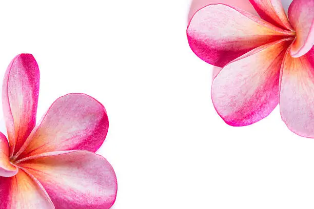 Plumeria Border design with copy space. Vibrant Pink Flowers on a white background.