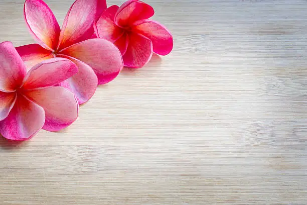 Plumeria Border Design on Bamboo Background with copy space. Vibrant Pink Flowers on a bamboo background.