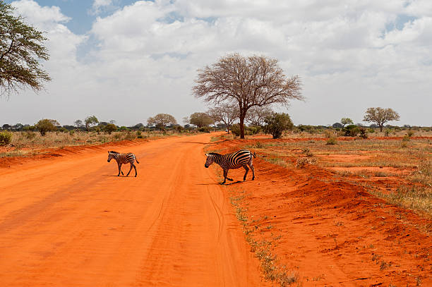 Zebras in Tsavo East National Park