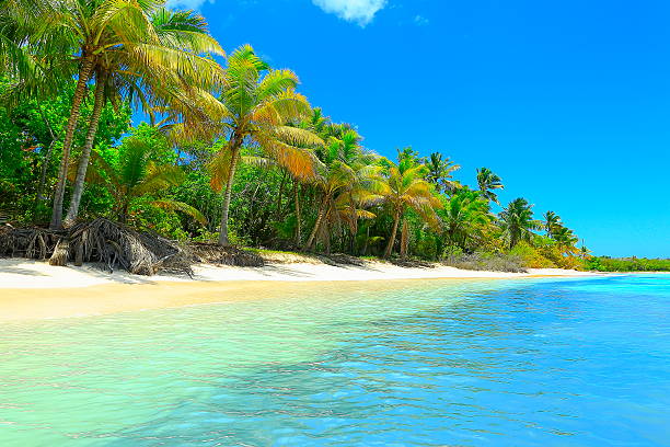 istock Paradise: tropical Idyllic Sandy beach, Palm trees, Dominican Republic 594030658