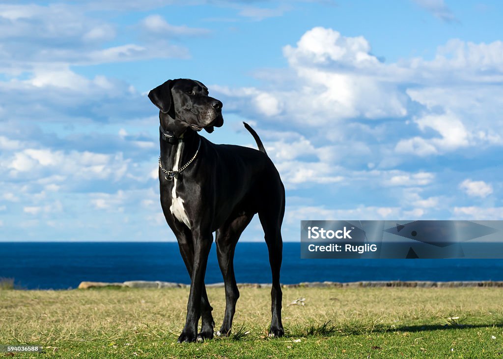 Great Dane Great Dane by the sea  Great Dane Stock Photo