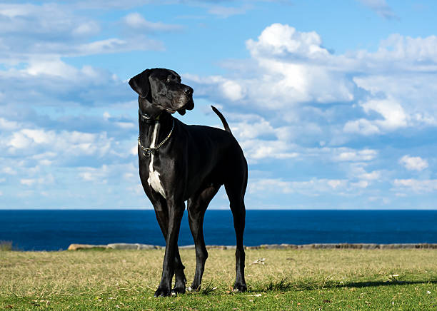 cão de grande porte - great dane imagens e fotografias de stock