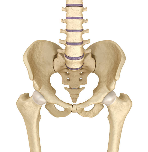 istock Pelvic area anatomy , 3d render 594036674
