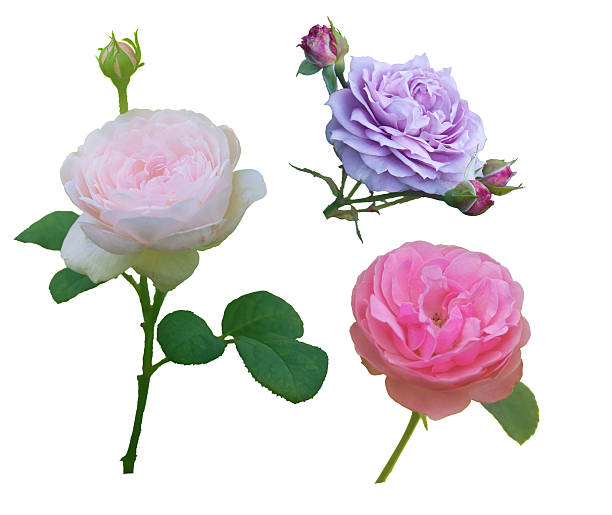 three different color roses buds stock photo