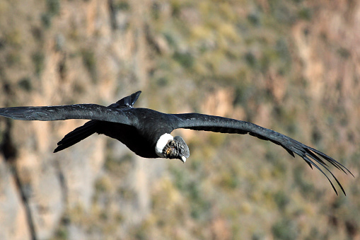 Andean condor flying very close and looking to us. Colca canyon in the peruvian mountains