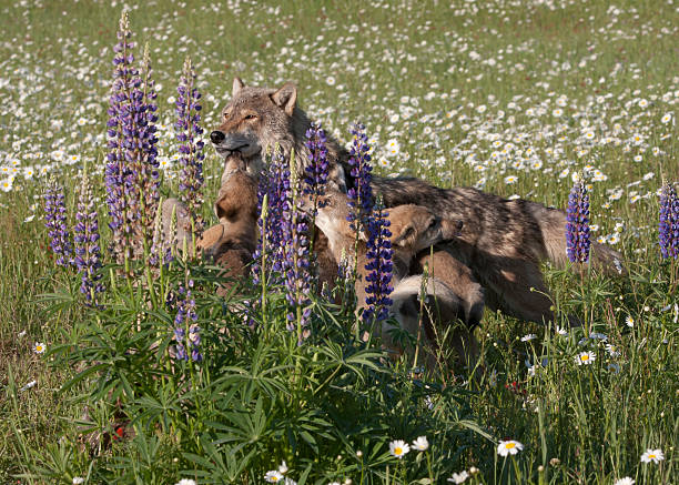 istock Wolf Pups in Purple Wildflowers 594037610