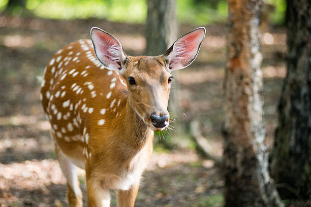 istock female deer in the woods 594037988