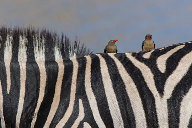 Red-billed oxpeckers (Buphagus erythrorhynchus) on a Plains zebra (Equus quagga) in the Kruger National Park, South Africa