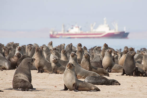 istock Seals by Pelican Point in Walvis Bay 594039852