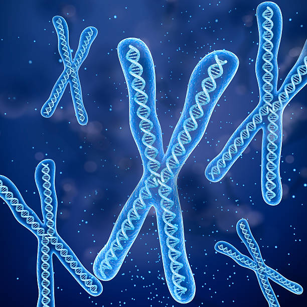 istock Chromosome molecule concept, Medical accurate 3D illustration 594040436