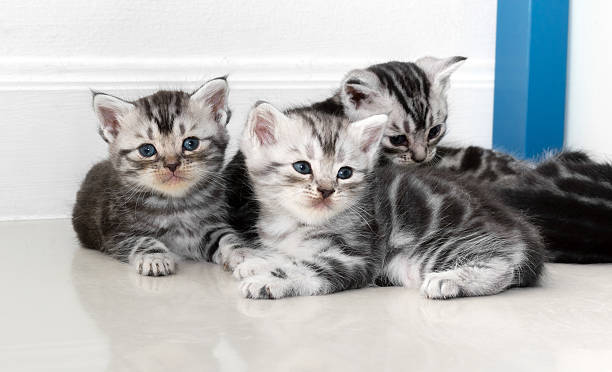 istock Cute American shorthair cat kitten with copy space 594041388