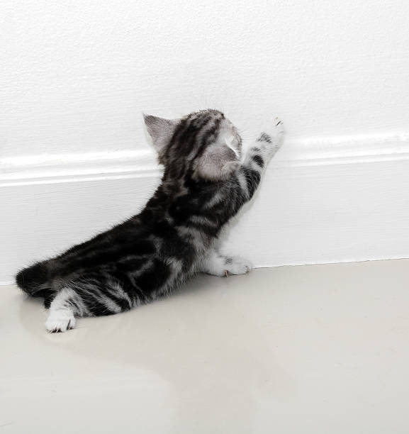 istock Cute American shorthair cat kitten with copy space 594041882