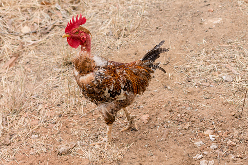 Transylvanian Naked Neck or Turken rooster is rare domestic breed of chicken