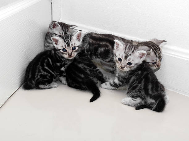 istock Cute American shorthair cat kitten with copy space 594042002