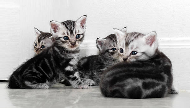 istock Cute American shorthair cat kitten with copy space 594042072