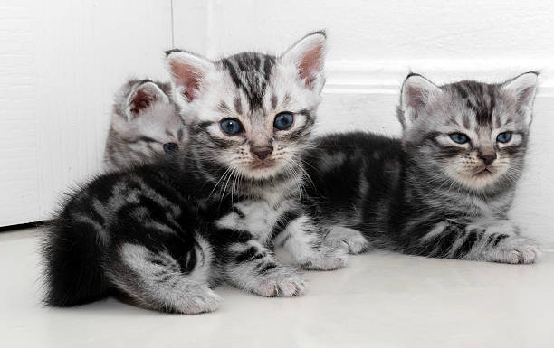 istock Cute American shorthair cat kitten with copy space 594042116