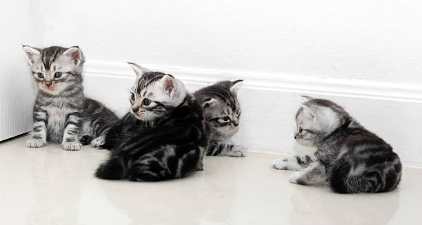 istock Cute American shorthair cat kitten with copy space 594042174
