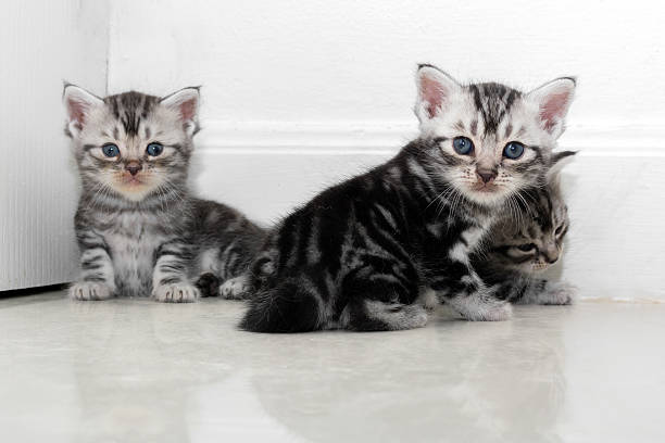 istock Cute American shorthair cat kitten with copy space 594042236