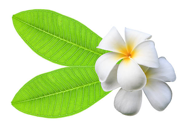 istock White plumeria flowers and green leaf isolated. 594042670