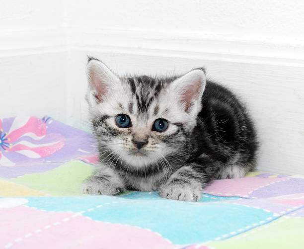 istock Cute American shorthair cat kitten with copy space 594042836