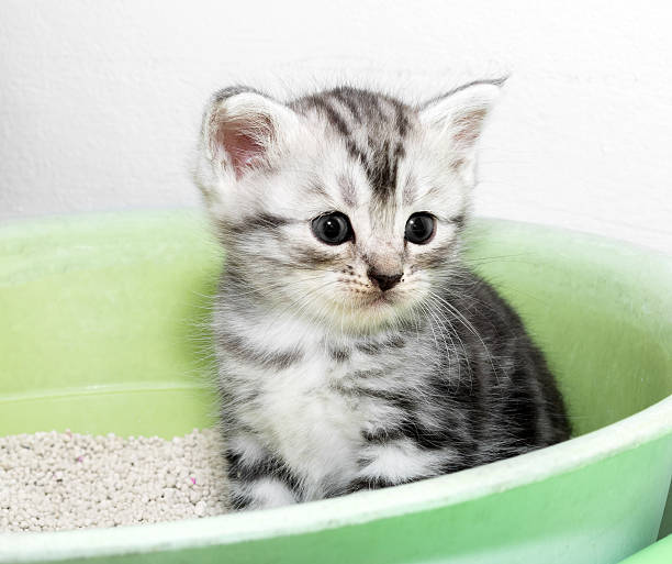 istock Cute American shorthair cat kitten with copy space 594043112